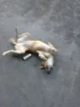 --