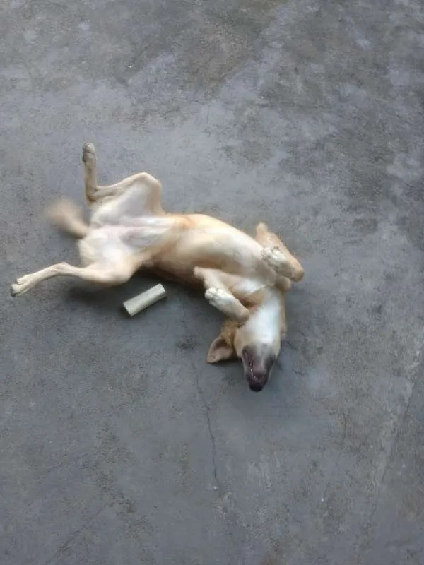 Cachorro raça  idade  nome --