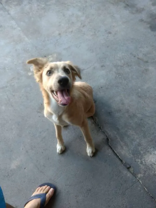 Cachorro raça  idade  nome --