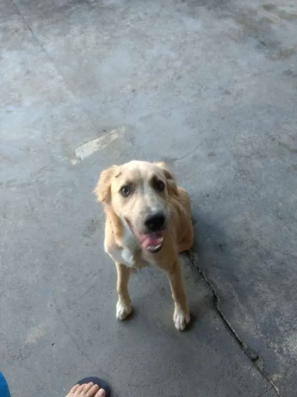 Cachorro raça  idade  nome --