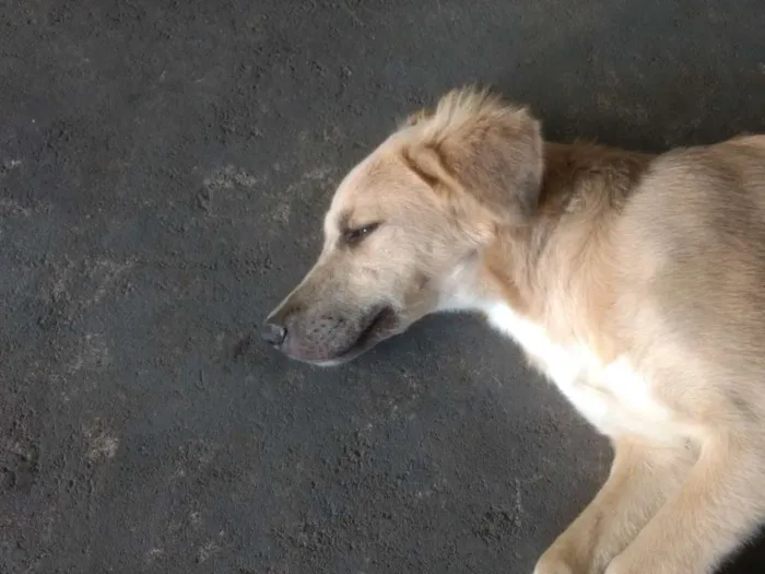 Cachorro raça  idade  nome --
