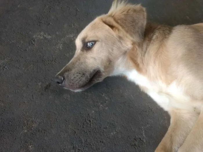 Cachorro raça  idade  nome --