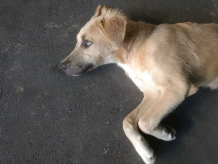 Cachorro raça  idade  nome --