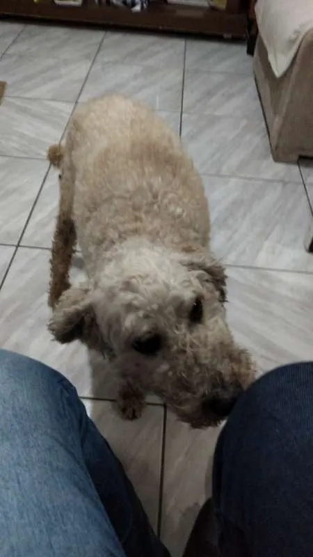 Cachorro ra a Poodle idade 6 ou mais anos nome Pítico