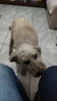 Pítico