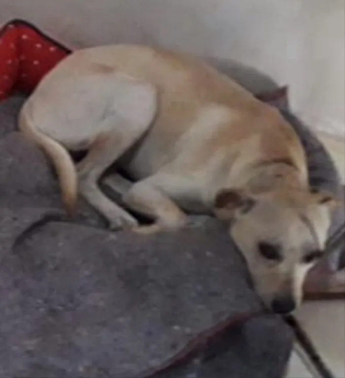 Cachorro ra a SRD idade 1 ano nome Snoop