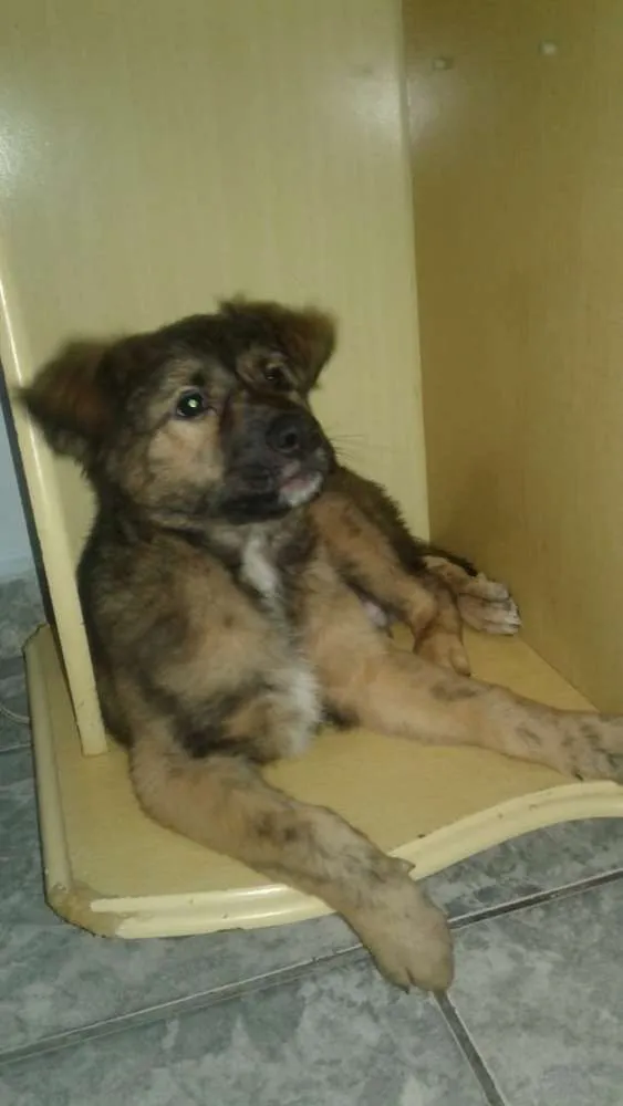 Cachorro ra a Vira lata idade 2 a 6 meses nome Meninão 