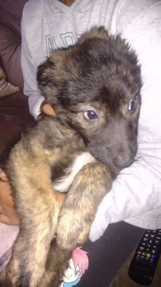 Cachorro ra a Vira lata idade 2 a 6 meses nome Pretildo