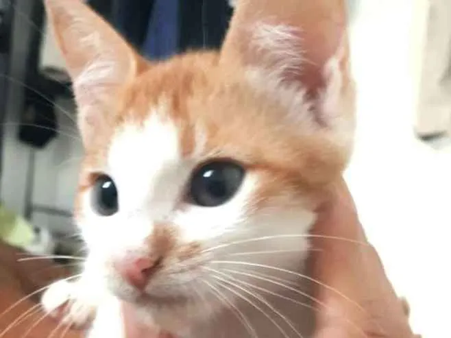 Gato raça  idade 2 a 6 meses nome Lara