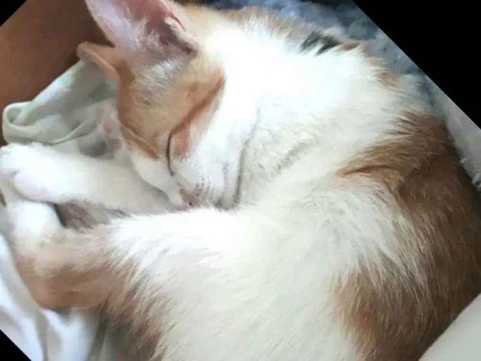 Gato raça  idade 2 a 6 meses nome Lara