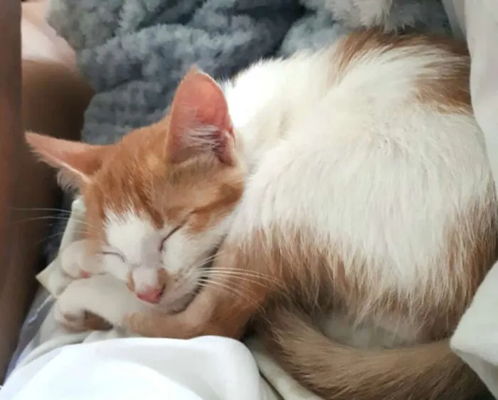 Gato raça  idade 2 a 6 meses nome Lara