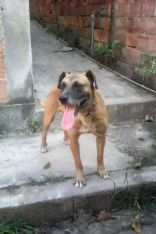 Cachorro raça  idade 5 anos nome Gomes
