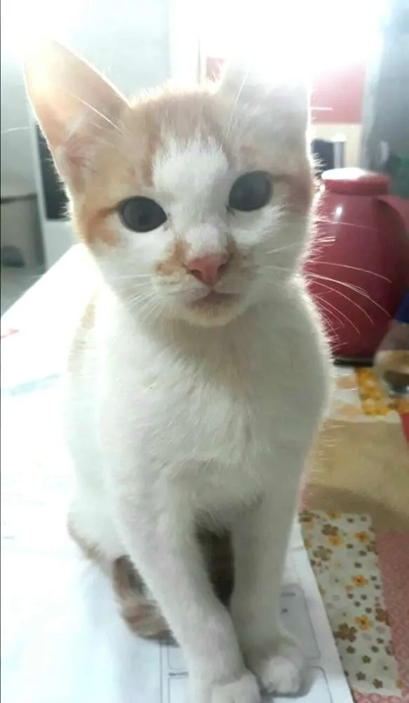 Gato raça  idade 2 a 6 meses nome Lara