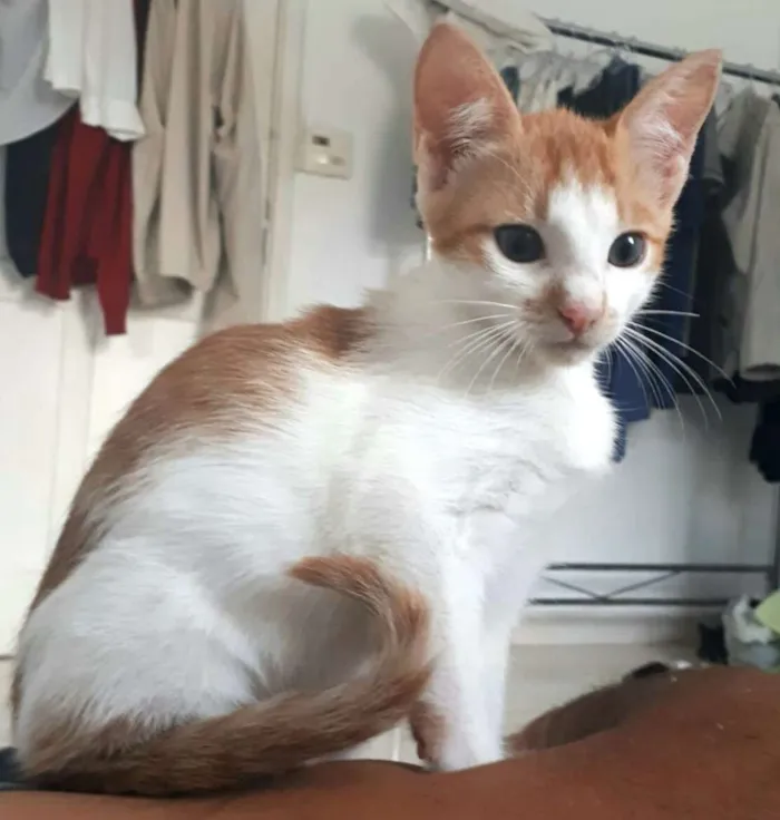 Gato raça  idade 2 a 6 meses nome Lara