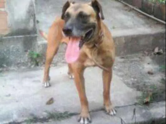 Cachorro raça  idade 5 anos nome Gomes
