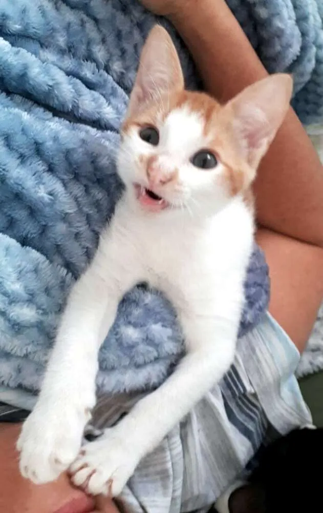 Gato raça  idade 2 a 6 meses nome Lara