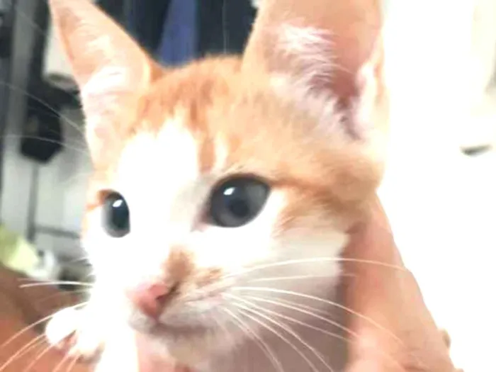 Gato raça  idade 2 a 6 meses nome Lara