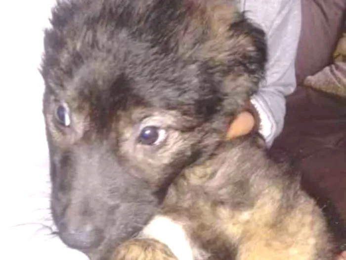 Cachorro ra a Vira lata idade 2 a 6 meses nome Pretildo