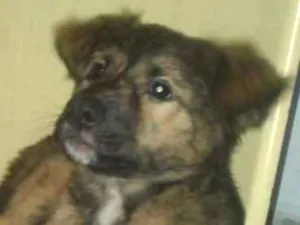 Cachorro raça Vira lata idade 2 a 6 meses nome Meninão 
