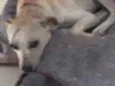 Snoop