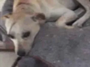 Cachorro raça SRD idade 1 ano nome Snoop