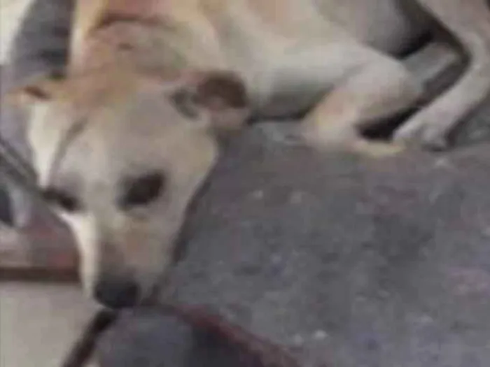 Cachorro ra a SRD idade 1 ano nome Snoop