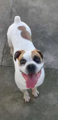 Dino
