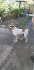 Dino