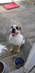 Dino