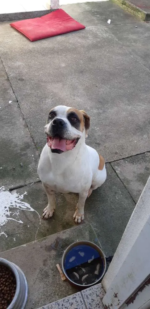 Cachorro ra a Boxer  idade 5 anos nome Dino