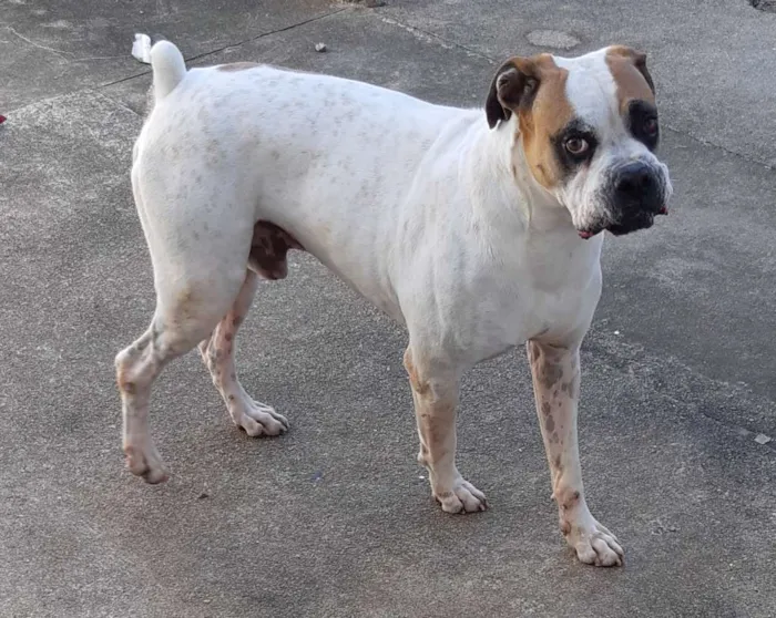 Cachorro ra a Boxer  idade 5 anos nome Dino