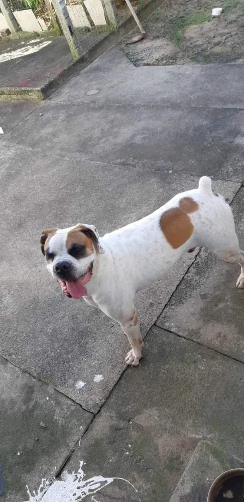 Cachorro ra a Boxer  idade 5 anos nome Dino