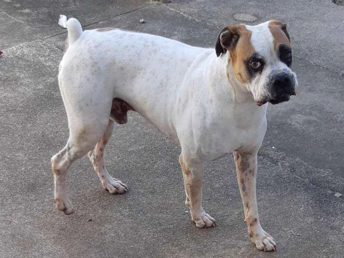 Cachorro ra a Boxer  idade 5 anos nome Dino