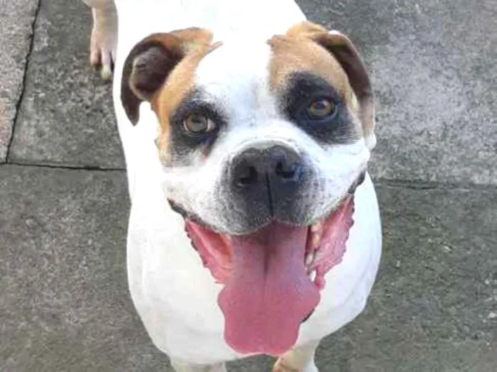 Cachorro ra a Boxer  idade 5 anos nome Dino