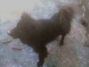 Cachorro raça Chou chou idade 4 anos nome Simba