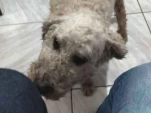 Cachorro raça Poodle idade 6 ou mais anos nome Pítico