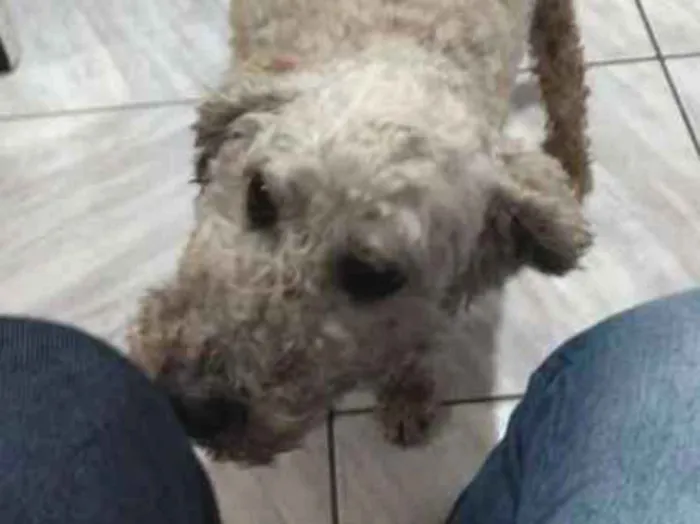 Cachorro ra a Poodle idade 6 ou mais anos nome Pítico