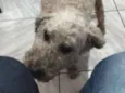 Pítico