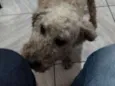 Pítico