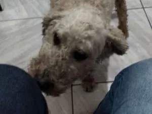 Cachorro raça Poodle idade 6 ou mais anos nome Pítico