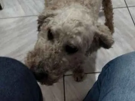 Cachorro ra a Poodle idade 6 ou mais anos nome Pítico