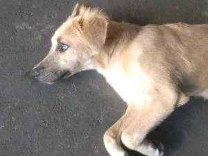 Cachorro raça  idade  nome --