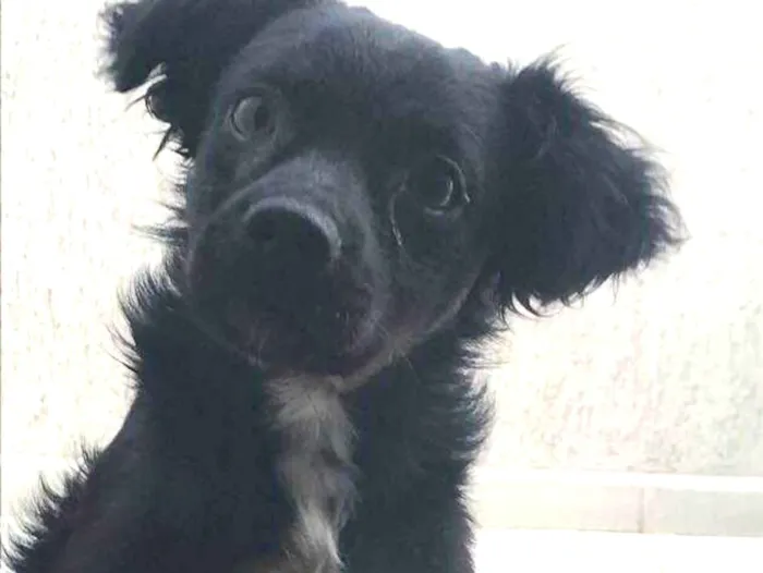 Cachorro ra a  idade 7 a 11 meses nome Bethoven 