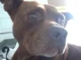 Brownie