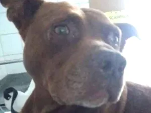 Cachorro raça Pitbull idade 6 ou mais anos nome Brownie