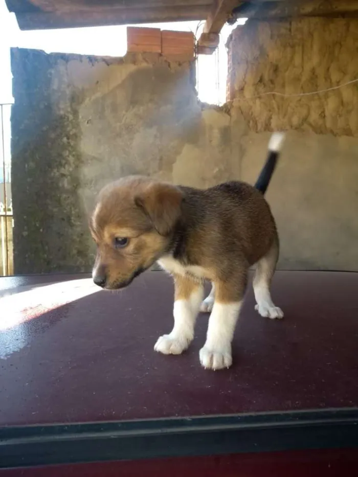 Cachorro ra a Pai labrador com mae vira lata idade 2 a 6 meses nome Ainda não tem