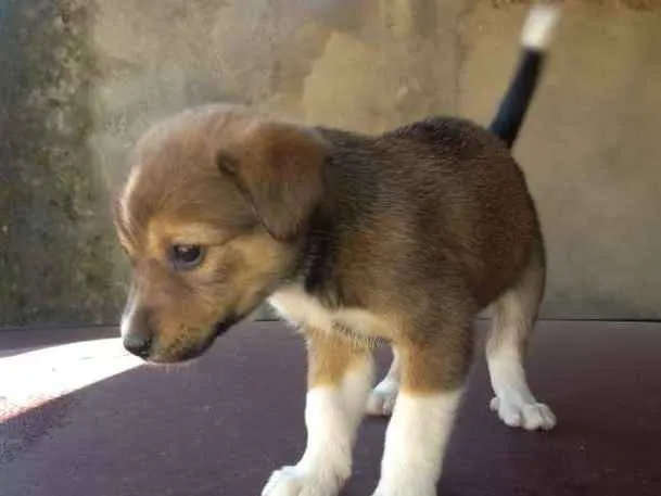 Cachorro ra a Pai labrador com mae vira lata idade 2 a 6 meses nome Ainda não tem