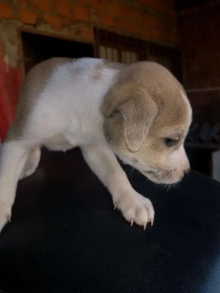 Cachorro ra a Pai labrador com mae vira lata idade 2 a 6 meses nome Ainda não tem