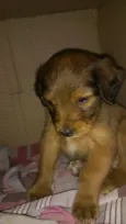 Bella