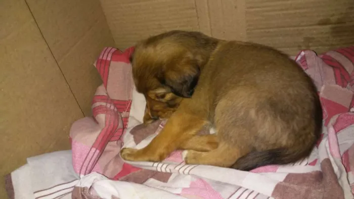 Cachorro ra a  idade 2 a 6 meses nome Bella